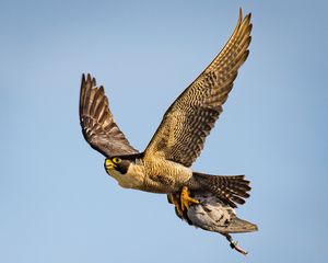Peregrine falcon and prey, Caloundra